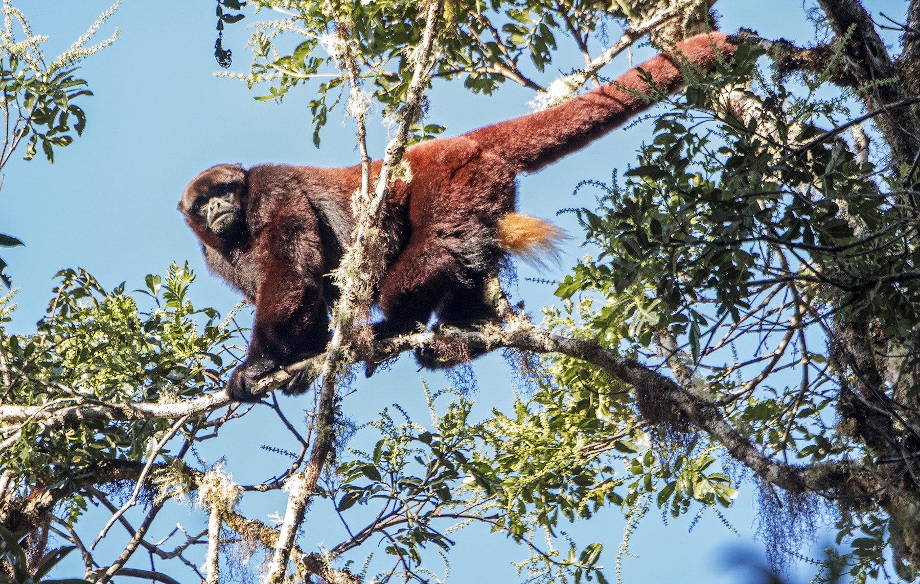 Yellow-tailed woolly monkey in the Campesino community of Corosha, Amazonas, Peru.