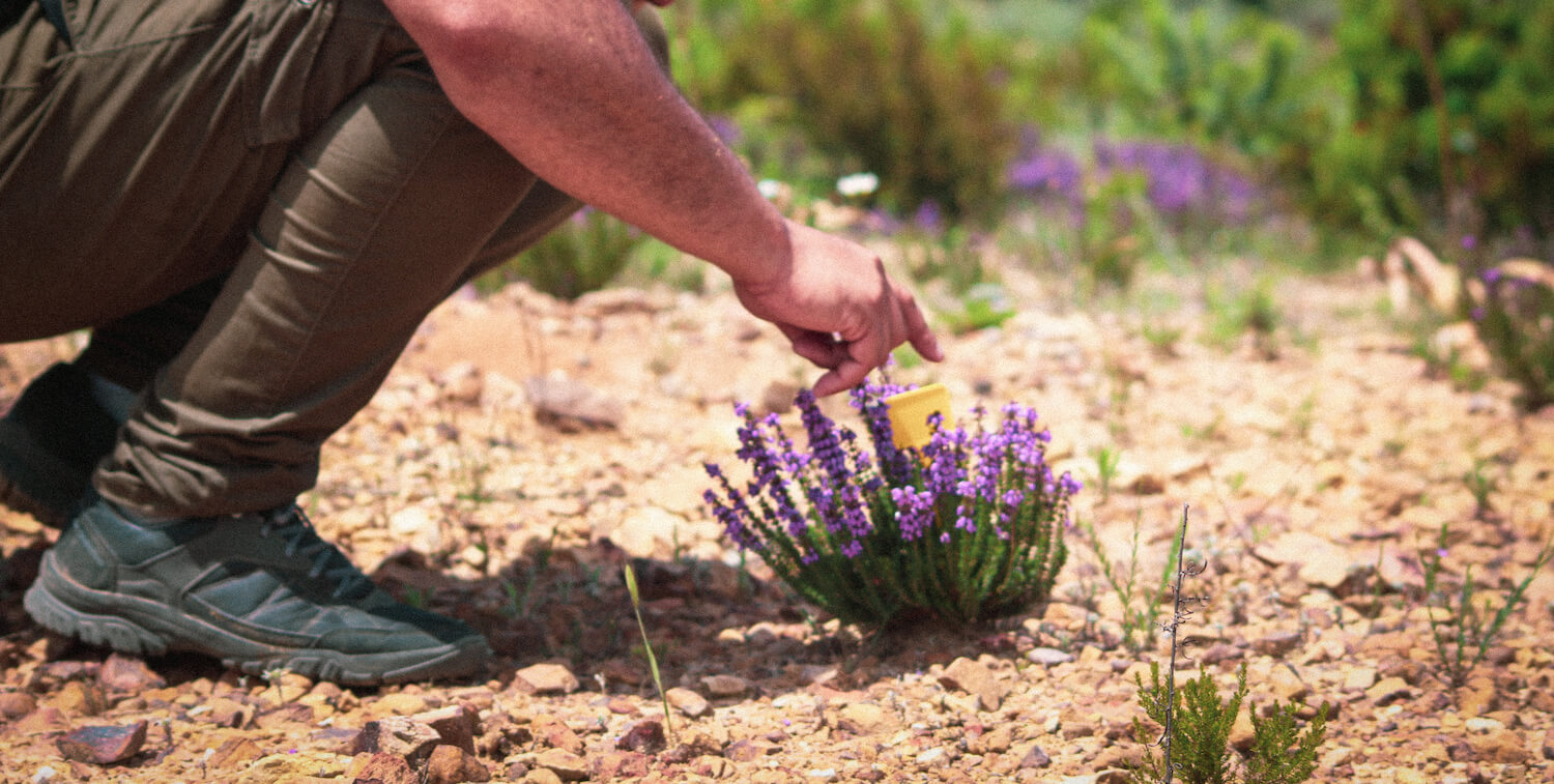 Person bending down, pointing to tagged purple plant growing from brown ground.