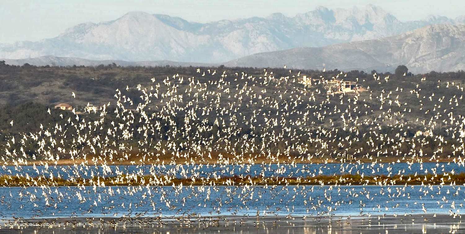 Large numbers of white birds fly above a body of water with mountains in the background.