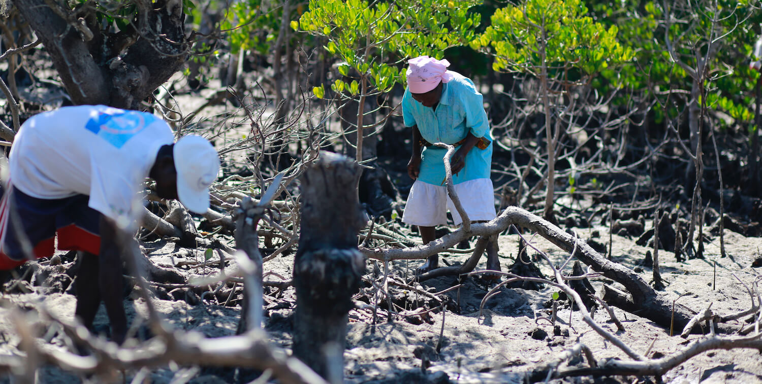 Hombre y mujer trabajando en manglares.