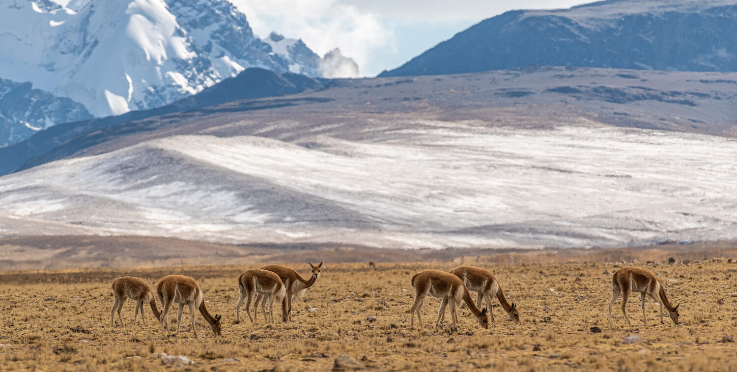 Seven vicunas eating short, yellowish grass, snowy mountains in background.