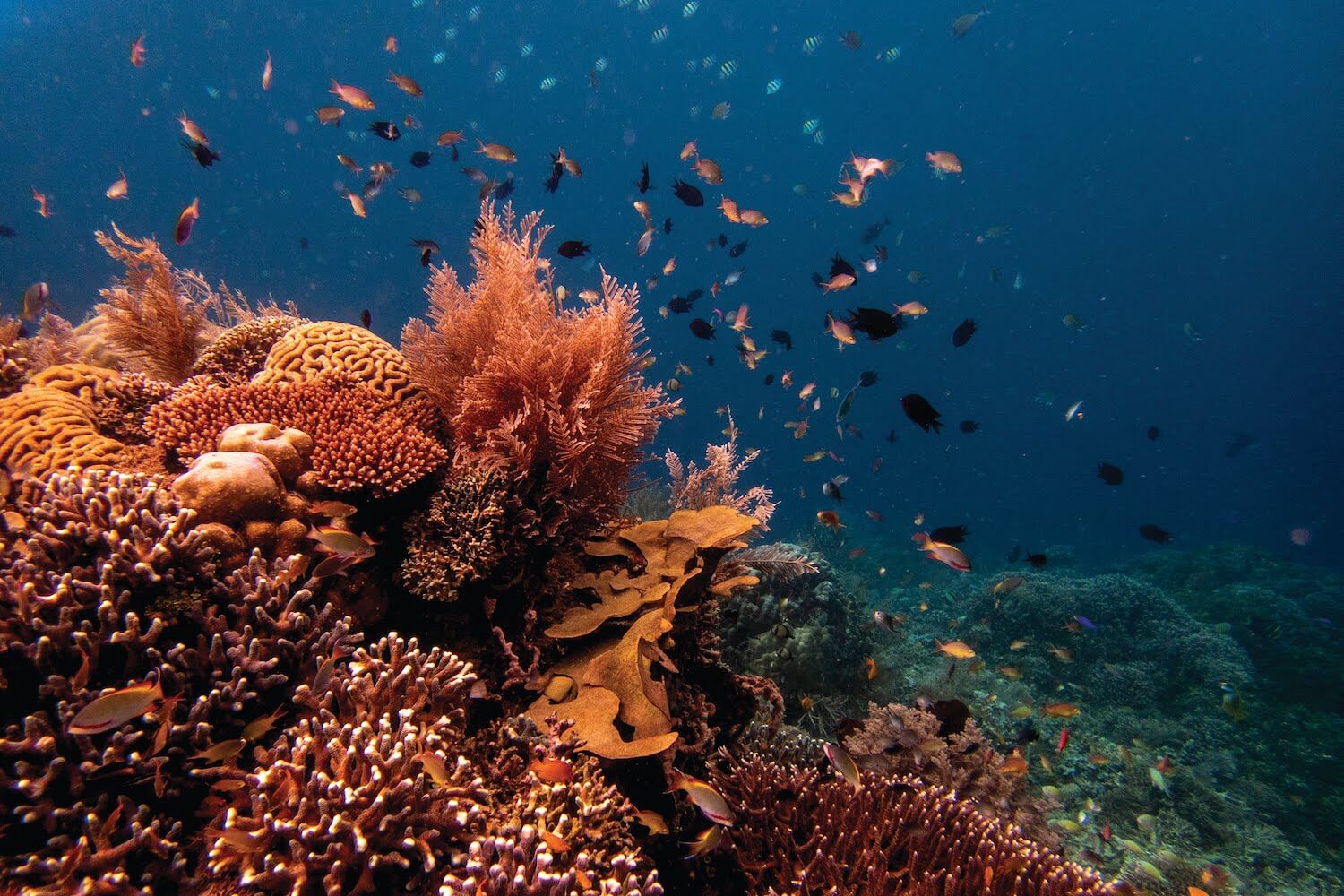 Arrecife de coral naranja con pequeños peces nadando alrededor.