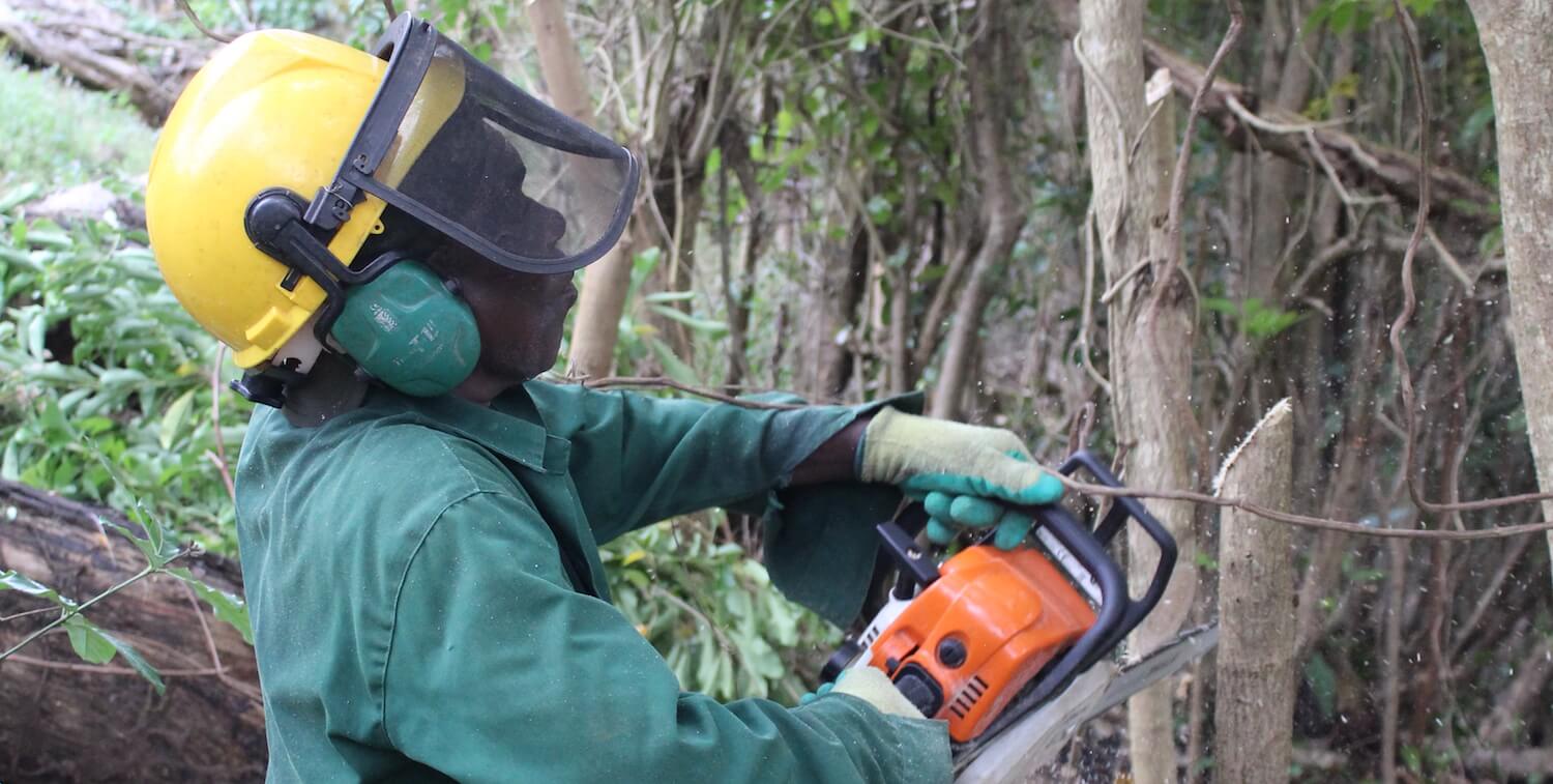 Man with safety helmet on uses electric saw to cut down non-native tree.