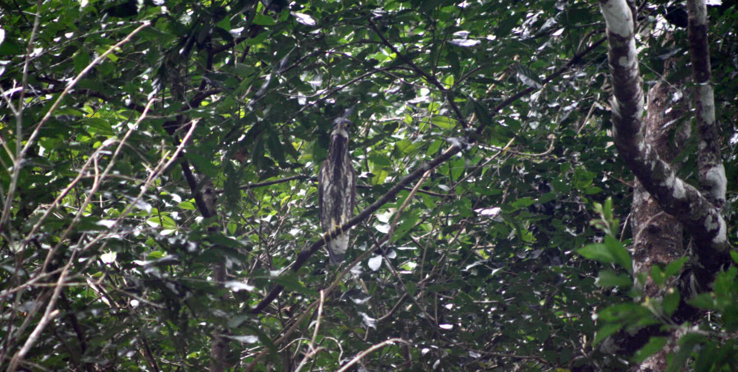 Garza blanca y marrón parada en un árbol denso.
