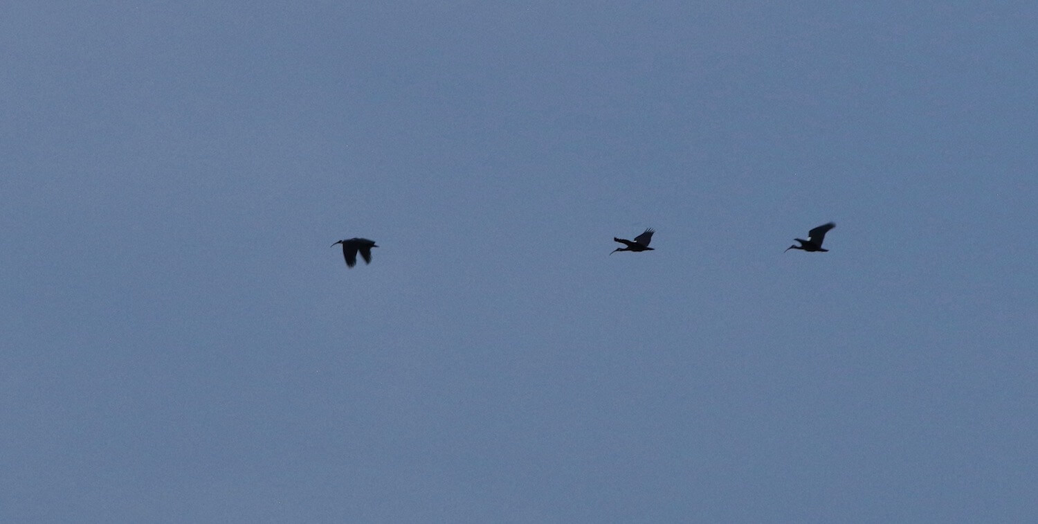 Tres pájaros a lo lejos, en pleno vuelo.