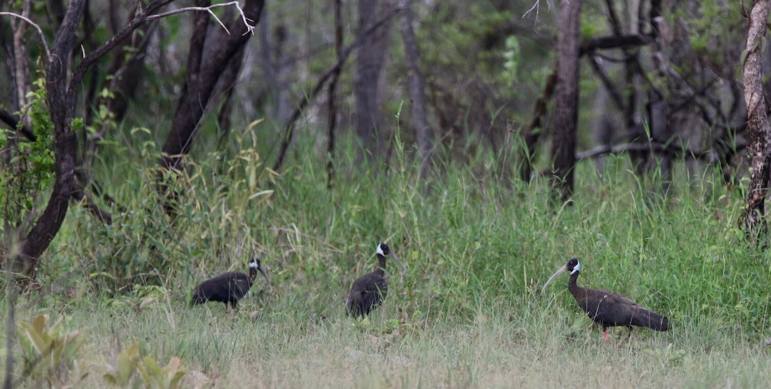 Three primarily black birds standing on grassy ground, forest in background.