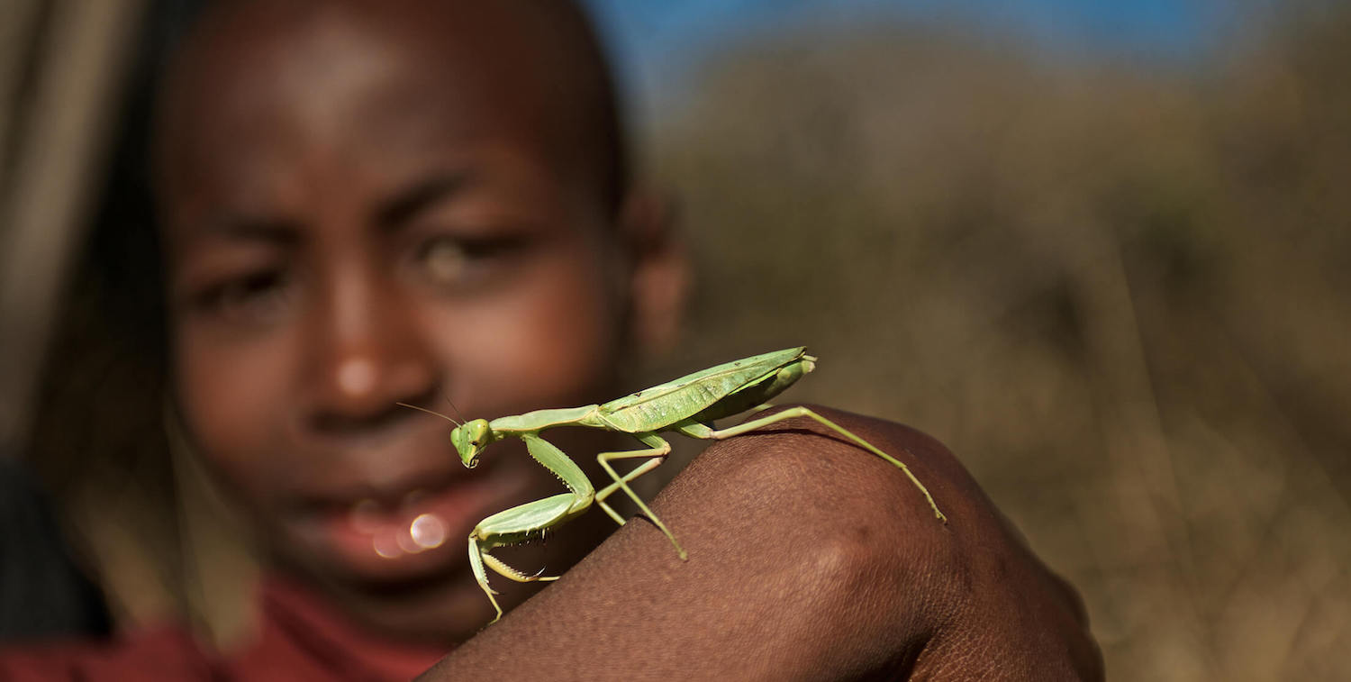 Boy holding up praying mantis on the back of his hand.