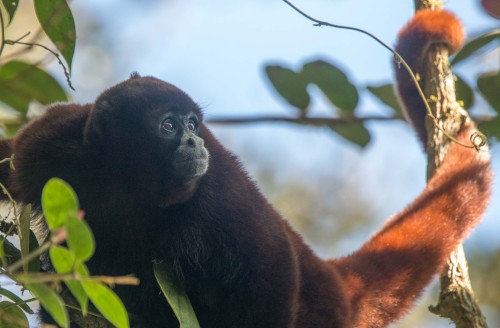 Yellow-tailed woolly monkey Yellow-tailed woolly monkey