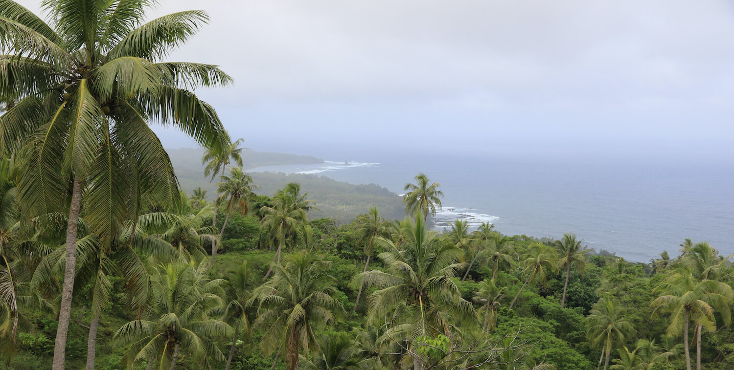 Palm tree forest in foreground, ocean in background.