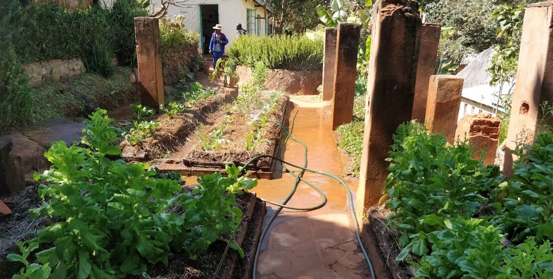 Garden with hose on ground, person in distance.